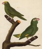Попугайчики с островов Сент-Томас (из Table des Planches Enluminées d'Histoire Naturelle de M. D'Aubenton (фр.). Утрехт. 1783 год (лист 456))