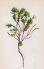 Проломник альпийский (Androsace alpina (лат.)) (лист 337 известной работы Йозефа Карла Вебера "Растения Альп", изданной в Мюнхене в 1872 году)