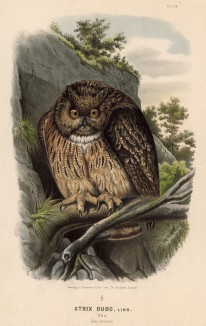 Великолепная сова сов, или филин, в 1/3 натуральной величины (лист LIV красивой работы Оскара фон Ризенталя "Хищные птицы Германии...", изданной в Касселе в 1894 году)
