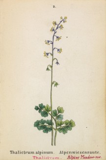 Василистник альпийский (Thalictrum alpinum (лат.)) (лист 2 известной работы Йозефа Карла Вебера "Растения Альп", изданной в Мюнхене в 1872 году)