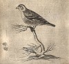 Чиж. Lucarino (ит.). Птица очень общительная и доверчивая, из-за чего попадает во всевозможные ловушки. Из первого (1622 г.) издания работы итальянского философа и натуралиста Джованни Пьетро Олины (1585-1645)