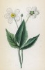 Лютик аконитилистный (Ranunculus aconitifolius (лат.)) (лист 18 известной работы Йозефа Карла Вебера "Растения Альп", изданной в Мюнхене в 1872 году)