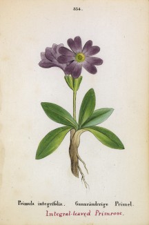 Примула цельнолистная (Primula integrifolia (лат.)) (лист 354 известной работы Йозефа Карла Вебера "Растения Альп", изданной в Мюнхене в 1872 году)