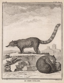 Носуха черноватая (лист XXI иллюстраций к третьему тому знаменитой "Естественной истории" графа де Бюффона, изданному в Париже в 1750 году)