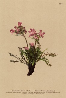 Мытник розовый (Pedicularis rosea (лат.)) (из Atlas der Alpenflora. Дрезден. 1897 год. Том IV. Лист 396)