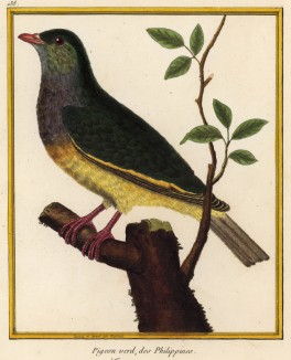 Зелёный голубь, обитающий на Филиппинах (из Table des Planches Enluminées d'Histoire Naturelle de M. D'Aubenton (фр.). Утрехт. 1783 год (лист 138))