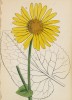 Дороникум звездчатый (Doronicum astriacum (лат.)) (лист 225 известной работы Йозефа Карла Вебера "Растения Альп", изданной в Мюнхене в 1872 году)