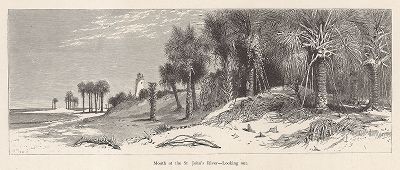 Устье реки Сент-Джон-ривер, штат Флорида. Вид с реки на берег. Лист из издания "Picturesque America", т.I, Нью-Йорк, 1872.