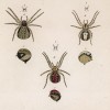 Пауки семейства Theridion (лат.) (лист VI. 3 из Monographie der spinne... Нюрнберг. 1829 год (экземпляр № 26 из 100))