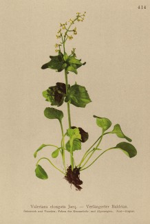 Валериана удлинённая (Valeriana elongata (лат.)) (из Atlas der Alpenflora. Дрезден. 1897 год. Том V. Лист 414)
