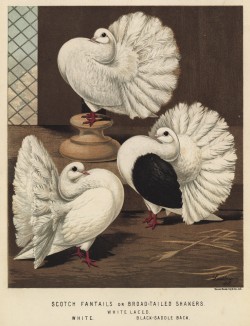 Шотландские веерохвостые голуби: белый, с вогнутой спиной и ажурный (из знаменитой "Книги голубей..." Роберта Фултона, изданной в Лондоне в 1874 году)