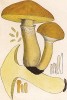 Маслёнок лиственничный, белый масляк, козляк, Boletus elegans Schum. (лат.). Дж.Бресадола, Funghi mangerecci e velenosi, т.II, л.162. Тренто, 1933