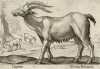 Коза домашняя (лист из альбома Nova raccolta de li animali piu curiosi del mondo disegnati et intagliati da Antonio Tempesta... Рим. 1651 год)