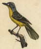 Дятел зелёный (Camnophilus olivaceus (лат.)) (лист из альбома литографий "Галерея птиц... королевского сада", изданного в Париже в 1822 году)