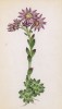 Молодило паутинное (Sempervivum arachnoideam (лат.)) (лист 159 известной работы Йозефа Карла Вебера "Растения Альп", изданной в Мюнхене в 1872 году)