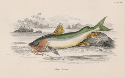 Сом разноцветный Паркера (Silurus Parkerii (лат.)) (лист 24 тома XL "Библиотеки натуралиста" Вильяма Жардина, изданного в Эдинбурге в 1860 году)