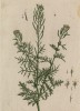 Дескурайния Софии, или чулавник струйчатый, софиева трава (Descurainia Sophia (лат.)) -- ядовитое растение из семейства крестоцветные (лист 440 "Гербария" Элизабет Блеквелл, изданного в Нюрнберге в 1760 году)