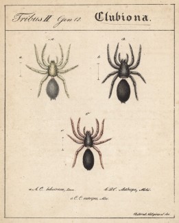 Сумчатые пауки рода Clubiona (лат.) (лист из Monographie der spinne... Нюрнберг. 1829 год (экземпляр № 26 из 100))