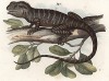 Обыкновенный калот (Calotes ophiomachus (лат.)) (из Naturgeschichte der Amphibien in ihren Sämmtlichen hauptformen. Вена. 1864 год)