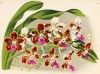 Орхидея VANDA TRICOLOR TENEBROSA (лат.) (лист DCCC Lindenia Iconographie des Orchidées - обширнейшей в истории иконографии орхидей. Брюссель, 1903)