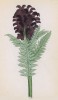 Мытник тёмно-красный (Pedicularis atrorubens (лат.)) (лист 319 известной работы Йозефа Карла Вебера "Растения Альп", изданной в Мюнхене в 1872 году)