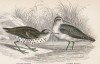 Два бекаса (Totanus hypoleucus (лат.)) (лист 15 тома XXVI "Библиотеки натуралиста" Вильяма Жардина, изданного в Эдинбурге в 1842 году)