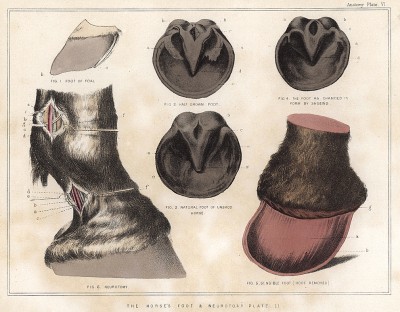 Анатомия лошади. Лошадиное копыто и невротомия, вид 2. The Book of Field Sports and Library of Veterinary Knowledge. Лондон, 1864