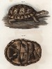Черепаха Pyxidemis clausa (лат.) и её панцирь (внизу) (из Naturgeschichte der Amphibien in ihren Sämmtlichen hauptformen. Вена. 1864 год)