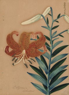 Лилия тигровая спленденс. Lilium Tigrimun Splendens (лат.). Французская ксилография 1900-х гг.