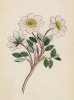 Дриада, или куропаточья трава (Dryas octopetala (лат.)) (лист 135 известной работы Йозефа Карла Вебера "Растения Альп", изданной в Мюнхене в 1872 году)