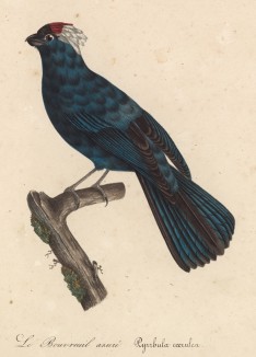 Снегирь лазурный (лист из альбома литографий "Галерея птиц... королевского сада", изданного в Париже в 1822 году)