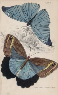 Бабочки Morpho Adonis (1) и Pavonia Teucer (2) (лат.) (лист 22 XXXVI тома "Библиотеки натуралиста" Вильяма Жардина, изданного в Эдинбурге в 1837 году)