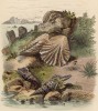 Моллюски семейств Macrogastra plicatula и Pleuroloma (лат.) (иллюстрация к работе Ахилла Конта Musée d'histoire naturelle, изданной в Париже в 1854 году)