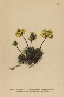 Крупка вечнозелёная (Draba aizodes (лат.)) (из Atlas der Alpenflora. Дрезден. 1897 год. Том II. Лист 166)