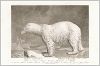 Копия «Белый медведь (лист из La ménagerie du muséum national d'histoire naturelle ou description et histoire des animaux... -- знаменитой в эпоху Наполеона работы по натуральной истории)»
