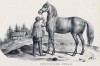 Лошадь швейцарской породы (лист 51 первого тома работы профессора Шинца Naturgeschichte und Abbildungen der Menschen und Säugethiere..., вышедшей в Цюрихе в 1840 году)