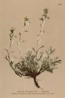 Полынь альпийская (Artemisia Mutellina (лат.)) -- незаменимый компонент для женепи -- традиционного крепкого альпийского ликёра (из Atlas der Alpenflora. Дрезден. 1897 год. Том V. Лист 458)