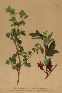 Смородина альпийская в цвету (Ribes alpinum (лат.)) (из Atlas der Alpenflora. Дрезден. 1897 год. Том III. Лист 203)