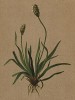 Подорожник альпийский (Plantago alpina (лат.)) (из Atlas der Alpenflora. Дрезден. 1897 год. Том V. Лист 403)