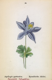 Аквилегия пиренейская (Aquilegia pyrenaica (лат.)) (лист 30 известной работы Йозефа Карла Вебера "Растения Альп", изданной в Мюнхене в 1872 году)