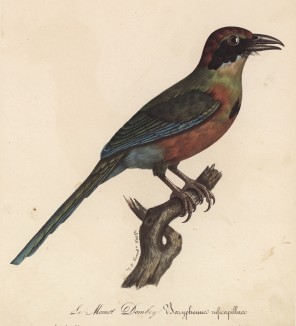 Тукан домбей (лист из альбома литографий "Галерея птиц... королевского сада", изданного в Париже в 1825 году)