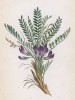 Астрагал остистый (Astragalus aristatus (лат.)) (лист 128 известной работы Йозефа Карла Вебера "Растения Альп", изданной в Мюнхене в 1872 году)