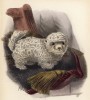 Мексиканская комнатная собачка (лист XXXIX иллюстраций к известной работе Джорджа Миварта "Семейство волчьих". Лондон. 1890 год)