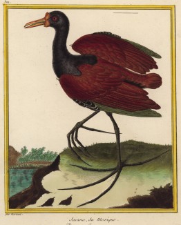 Мексиканская птица якана (из Table des Planches Enluminées d'Histoire Naturelle de M. D'Aubenton (фр.). Утрехт. 1783 год (лист 322))