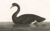 Чёрный лебедь, Cygnus atratus (лат.), обитающий на острове Тасмания. Atlas pour servir à la relation du voyage à la recherche de La Pérouse, л.1. Париж, 1800