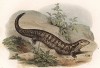 Сцинк Сyclodes scincoides (лат.), обитающий в Австралии (из Naturgeschichte der Amphibien in ihren Sämmtlichen hauptformen. Вена. 1864 год)