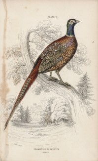 Кольчатый фазан (Phasianus torquatus (лат.)) (лист 13 тома XX "Библиотеки натуралиста" Вильяма Жардина, изданного в Эдинбурге в 1834 году)
