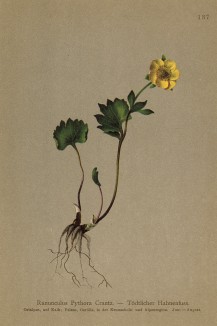 Лютик с альпийских лютиковых лугов (Ranunculus Pythora Crantz. (лат.)) (из Atlas der Alpenflora. Дрезден. 1897 год. Том II. Лист 137)