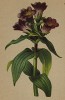 Горечавка пурпурная (Gentiana purpurea (лат.)) (из Atlas der Alpenflora. Дрезден. 1897 год. Том IV. Лист 332)