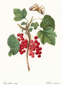 Смородина красная (фр. groseiller rouge, лат. Ribes rubrum). По рисунку Пьера-Жозефа Редуте из английского альбома Fruits and Flowers 1955 года.